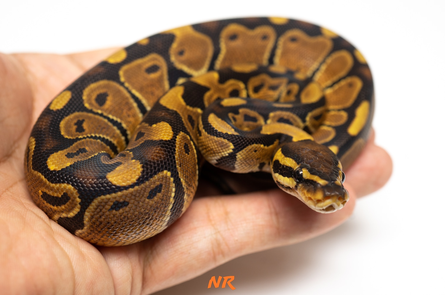 DH Sunset Ultramel Ball Python by Nixon Reptiles - MorphMarket