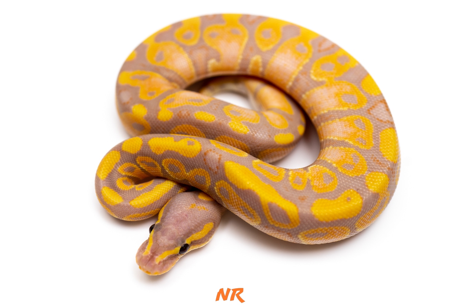 Banana Het Sunset Ball Python by Nixon Reptiles - MorphMarket