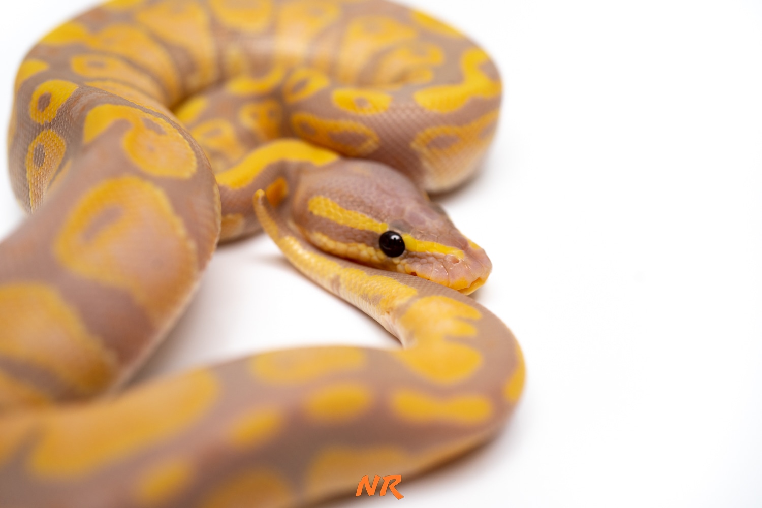 Banana (FM) Het Sunset Ball Python by Nixon Reptiles - MorphMarket