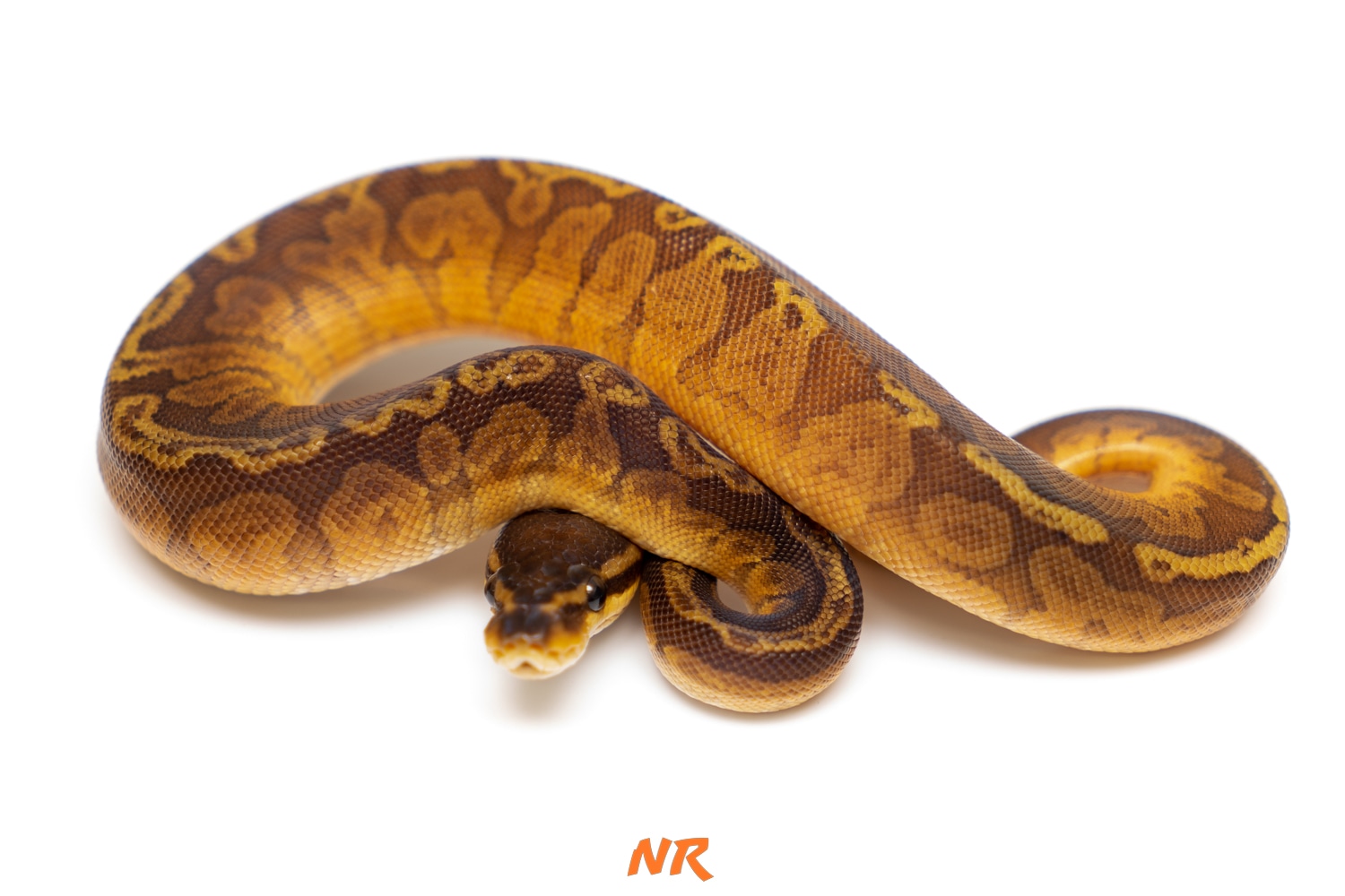 Sunset Ball Python by Nixon Reptiles - MorphMarket