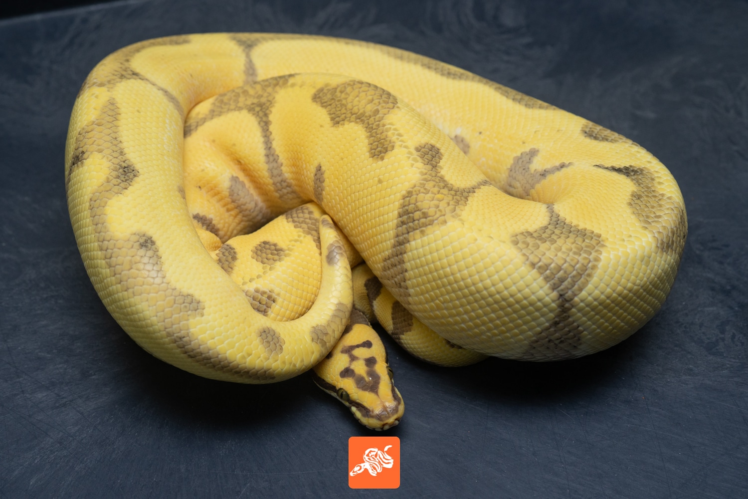 Pastel Super Enchi Desert Ghost Het Hypo Ball Python by Nixon Reptiles ...