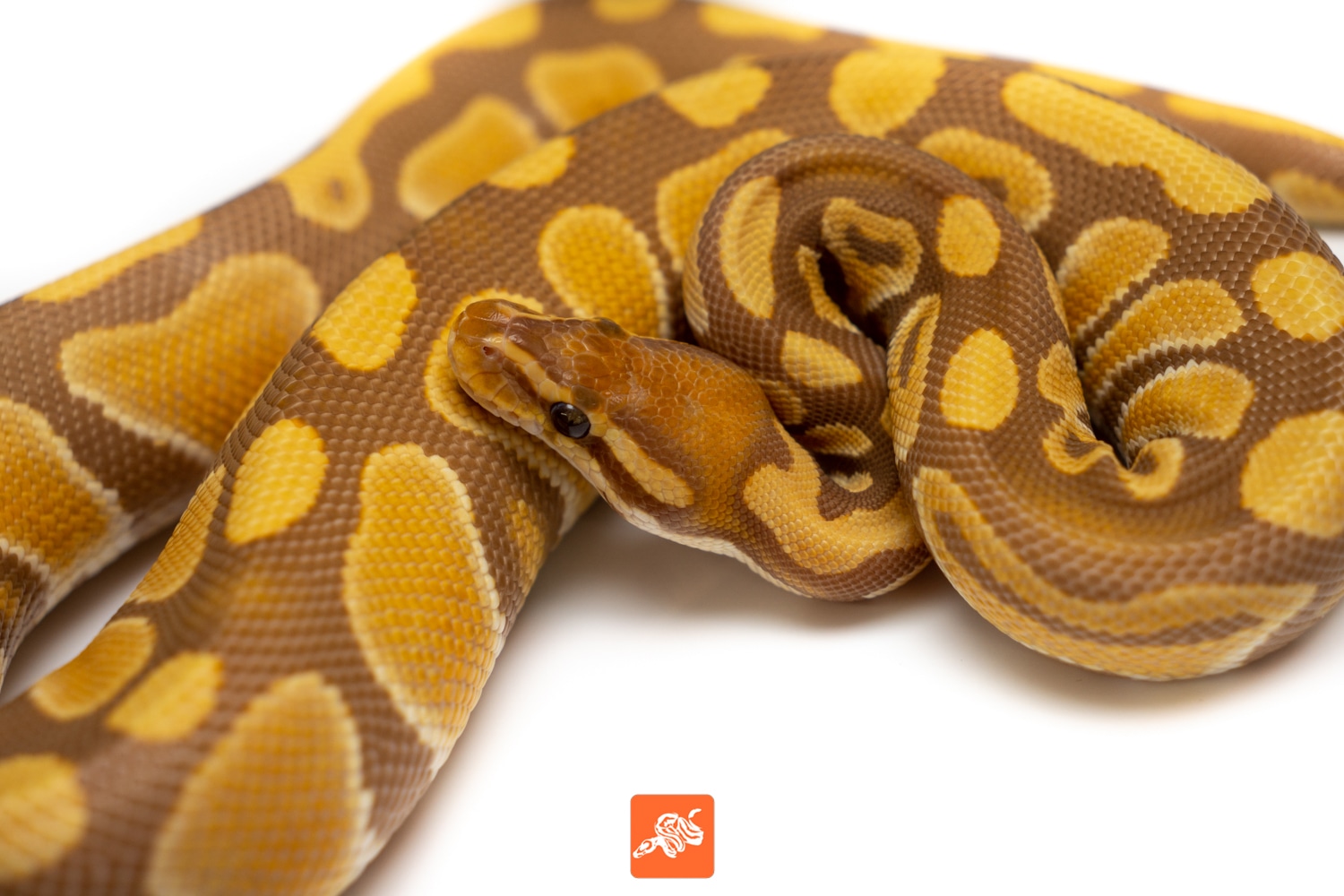 Ultramel Het Tri-Stripe Ball Python by Nixon Reptiles - MorphMarket