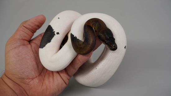 Suma Pied Ball Python by Nixon Reptiles