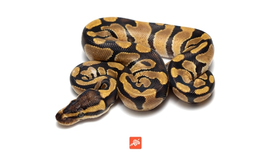 Enchi TH DG Ax (VPI) Clown Ball Pythons by Nixon Reptiles