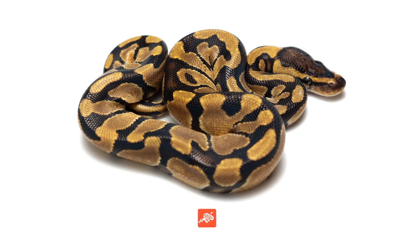 洋書 The Complete Ball Python Clown Ball Python ♀ '25 – Wilbanks Captive Bred Reptiles