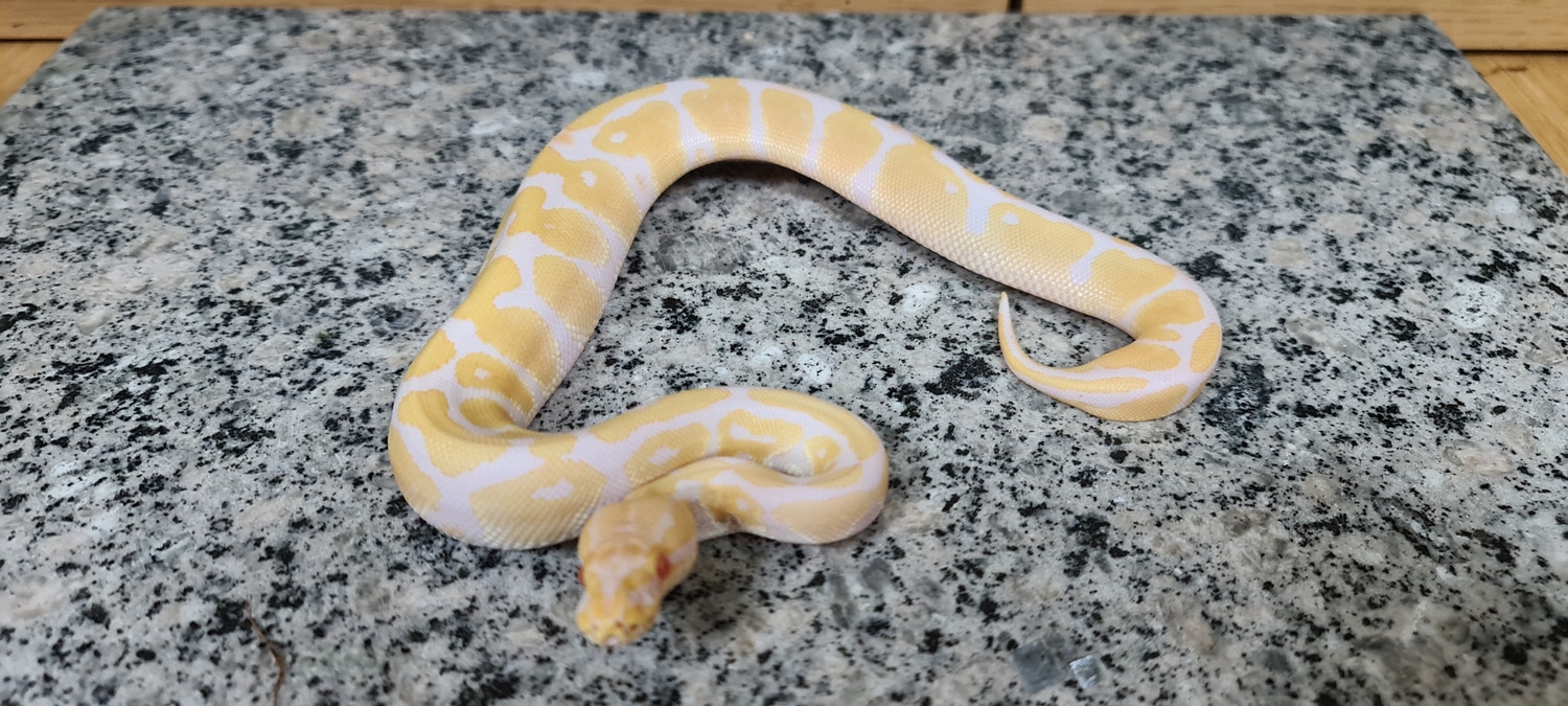 Sunglow Ball Python by Bnr Reptiles MorphMarket
