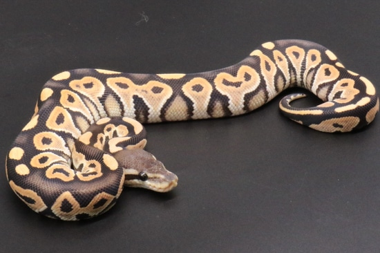 Cinny Sugar Ball Python ** PAIR Cinny DG & Cinny 66% Het DG ** Ball Python by Creation Collective