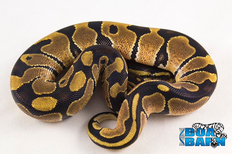 Genetic Banded Ball Python by The Boa Barn - MorphMarket