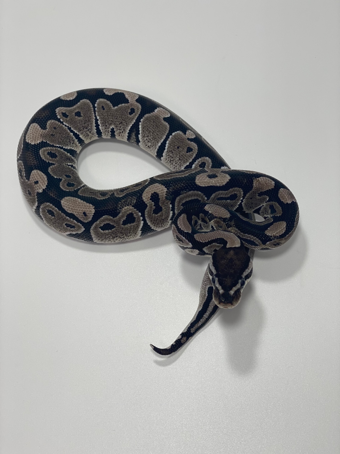Vpi Axanthic Het Clown Ball Python by Boa Basement - MorphMarket