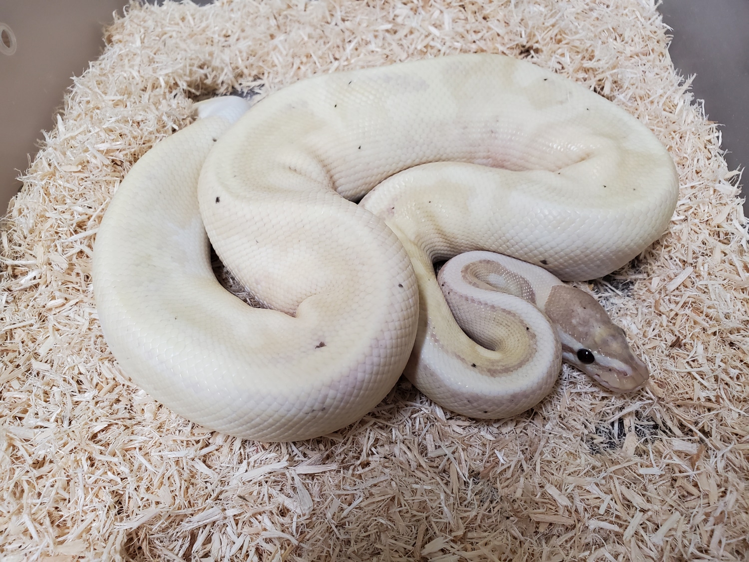 Proven Desert Ghost Pied Banana Ball Python by Boa Basement MorphMarket