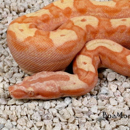 IMG Groovy Coral Sunglow Motley Boa Constrictor