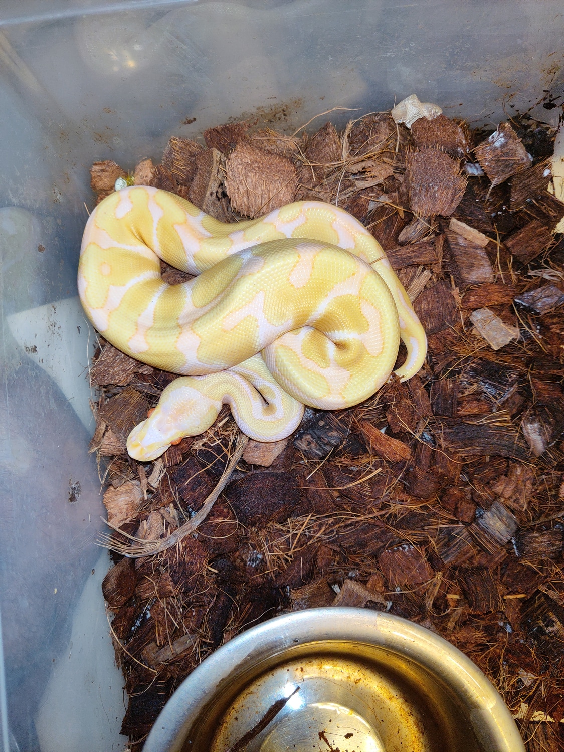Black Pastel Enchi Albino Ball Python by Board Room Reptiles MorphMarket