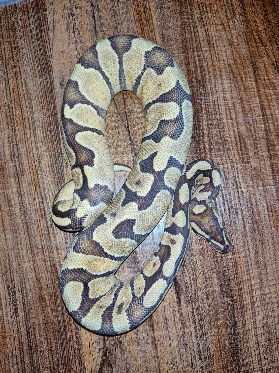 Fire Enchi Ball Python by Board Room Reptiles - MorphMarket