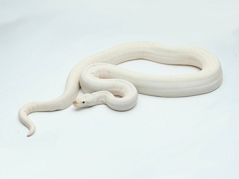 Super Fire Male Proven Breeder Boa Constrictor by Boa Republic