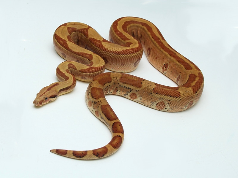 Photo inspiration: Hypo Labyrinth Male Proven Breeder 18Hlm1 Boa Constrictor By Boa Photo Inspiration