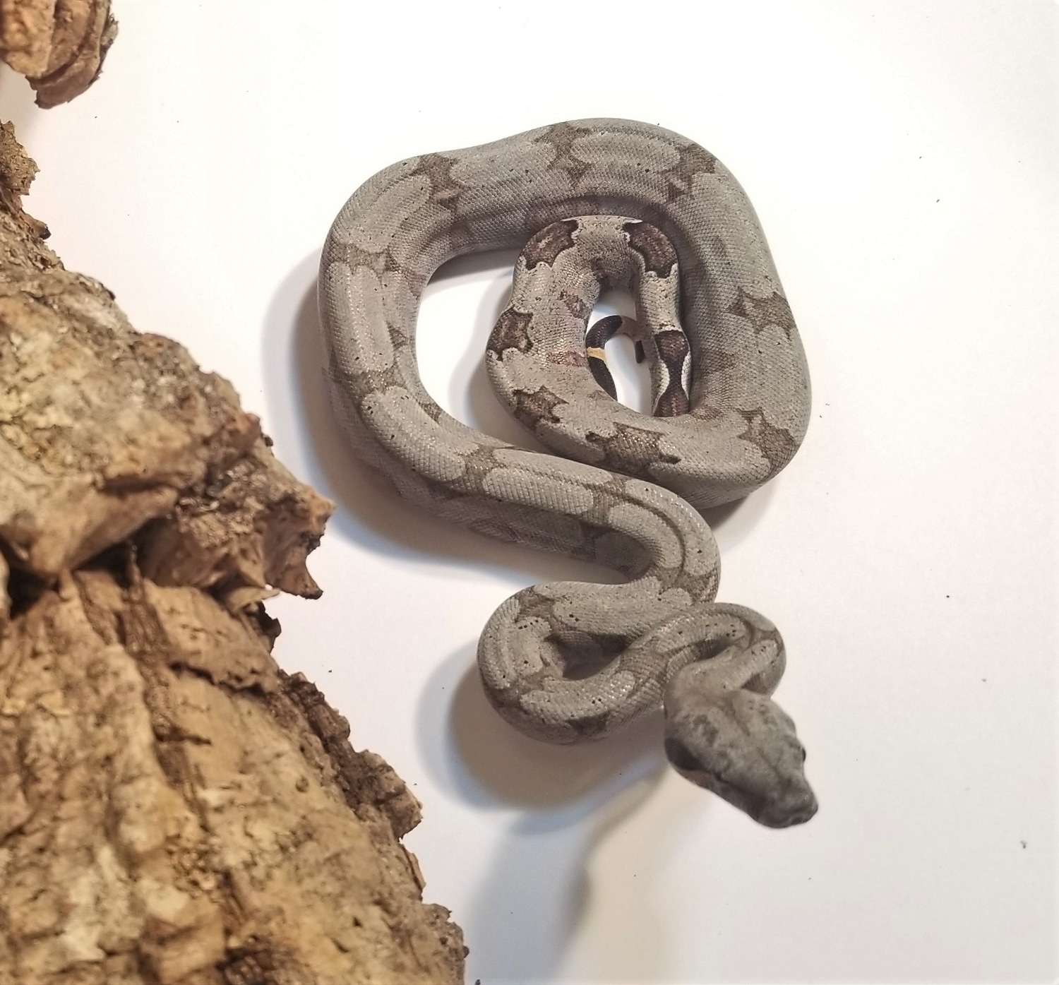 Amr-2020-C02-03-F - B.c.amarali, Bolivian Boa (Bolivian Boa - Boa C