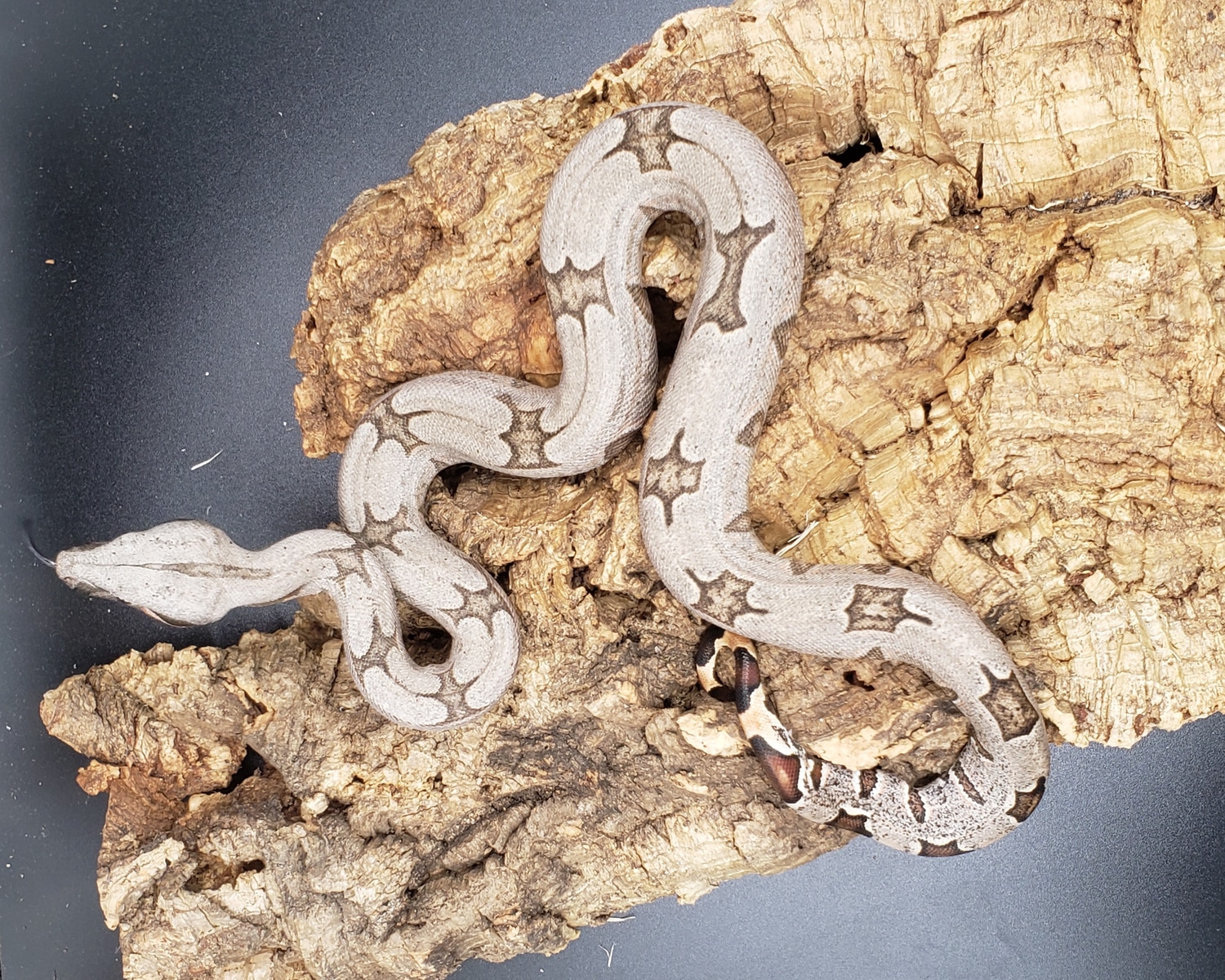 Bolivian Boa Constrictor B.c.amarali Shorttailed Boa Constrictor by