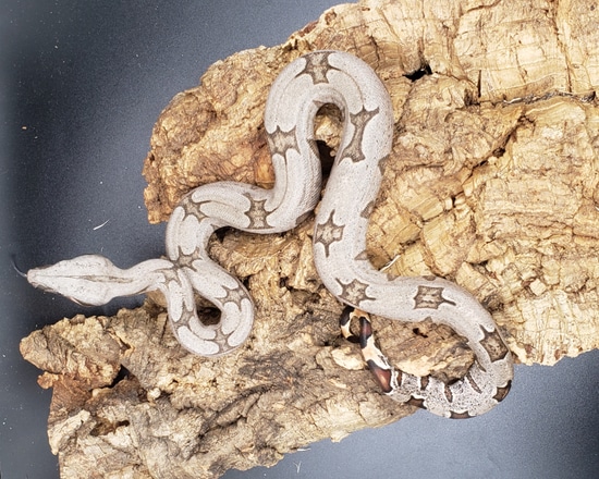 boa constrictor amarali premio de roma pythons and... Bolivian Boa Constrictor B.c.amarali Short-Tailed Boa Constrictor by ...