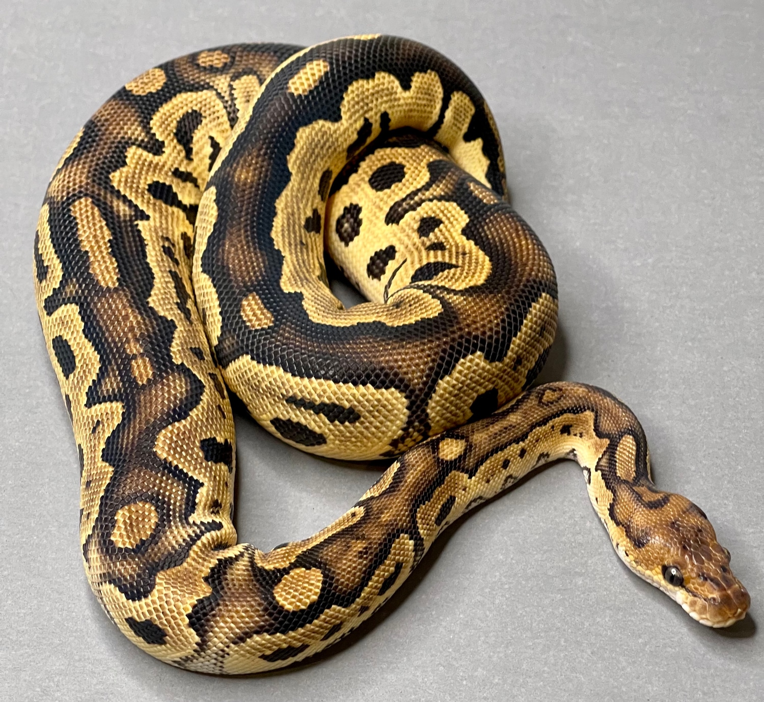 Blackhead Clown Ball Python by Morphz Unlimited LLC MorphMarket