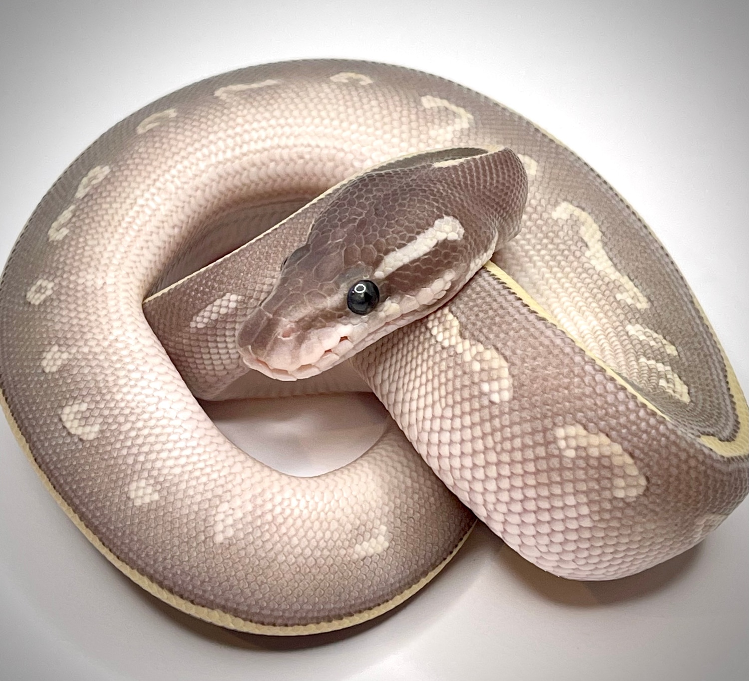 Purple Passion Ball Python by Morphz Unlimited LLC - MorphMarket