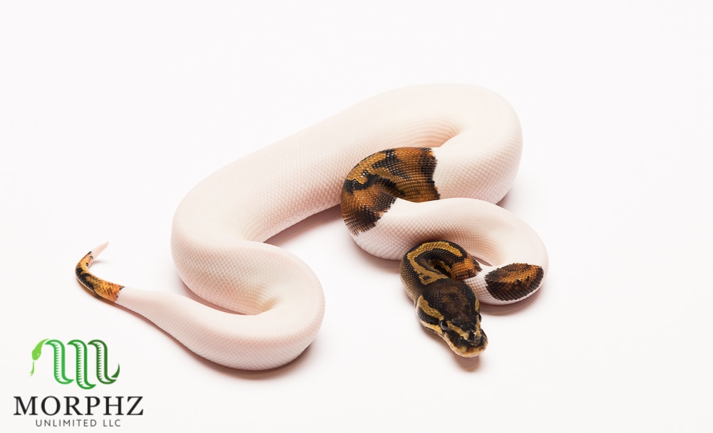 Pied Ball Python by Morphz Unlimited LLC - MorphMarket