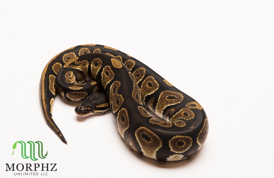 Grim Blackhead Ball Python Black Head Ball Python by Morphz Unlimited LLC