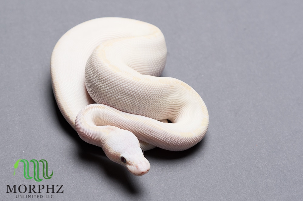 Bamboo Phantom (BEL) Ball Python by Morphz Unlimited LLC - MorphMarket