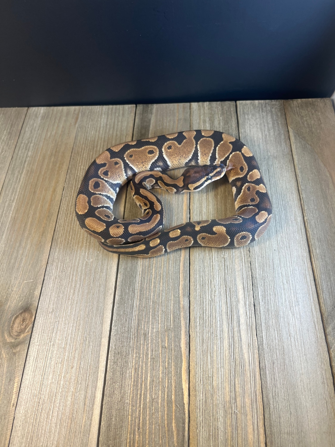 Enchi TH Ghost, Clown, Rainbow Ball Python by Kings Limitless Creations ...