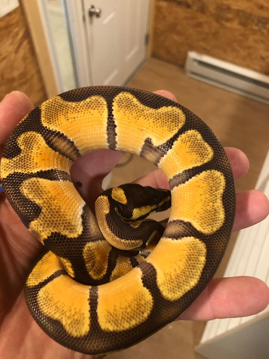 Enchi Orange Dream Ball Python by Titicut Constrictors MorphMarket