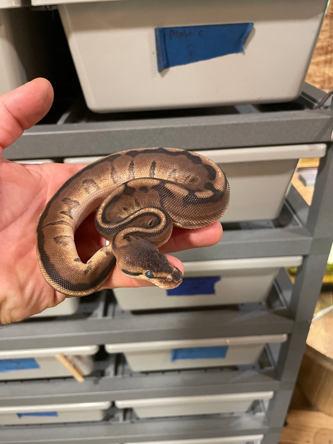 Genetic Stripe Ball Python by Titicut Constrictors - MorphMarket