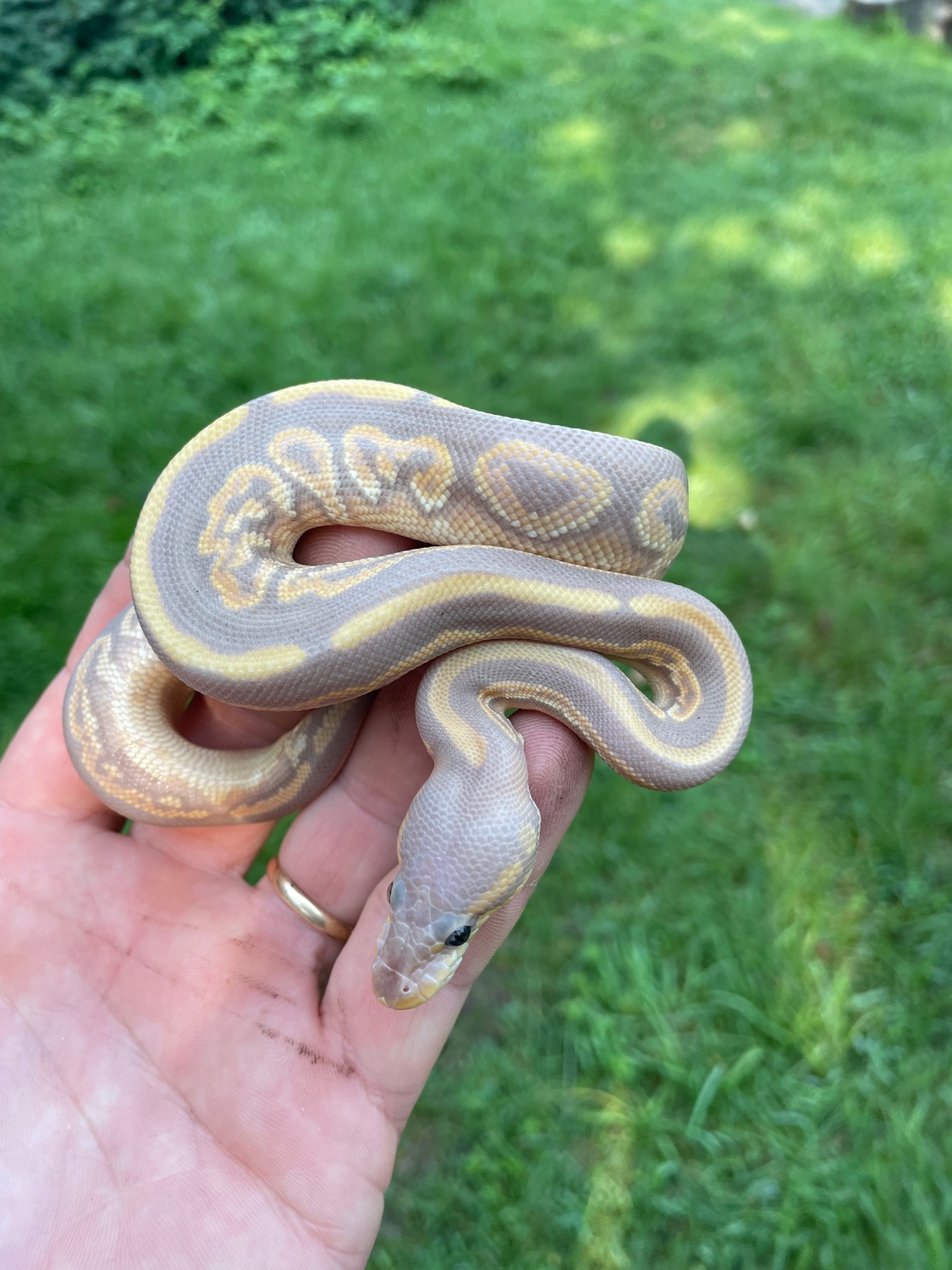 Black Pastel Banana Mojave Ball Python by Titicut Constrictors ...