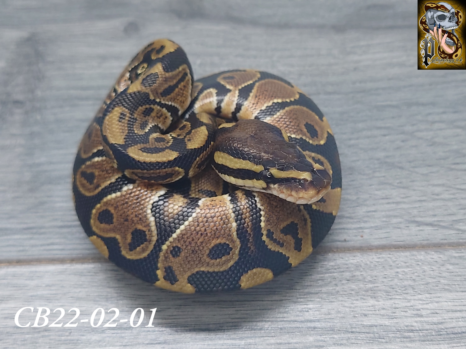 Normal Poss Het Ultramel Sunset Ball Python by Pythonology uk - MorphMarket