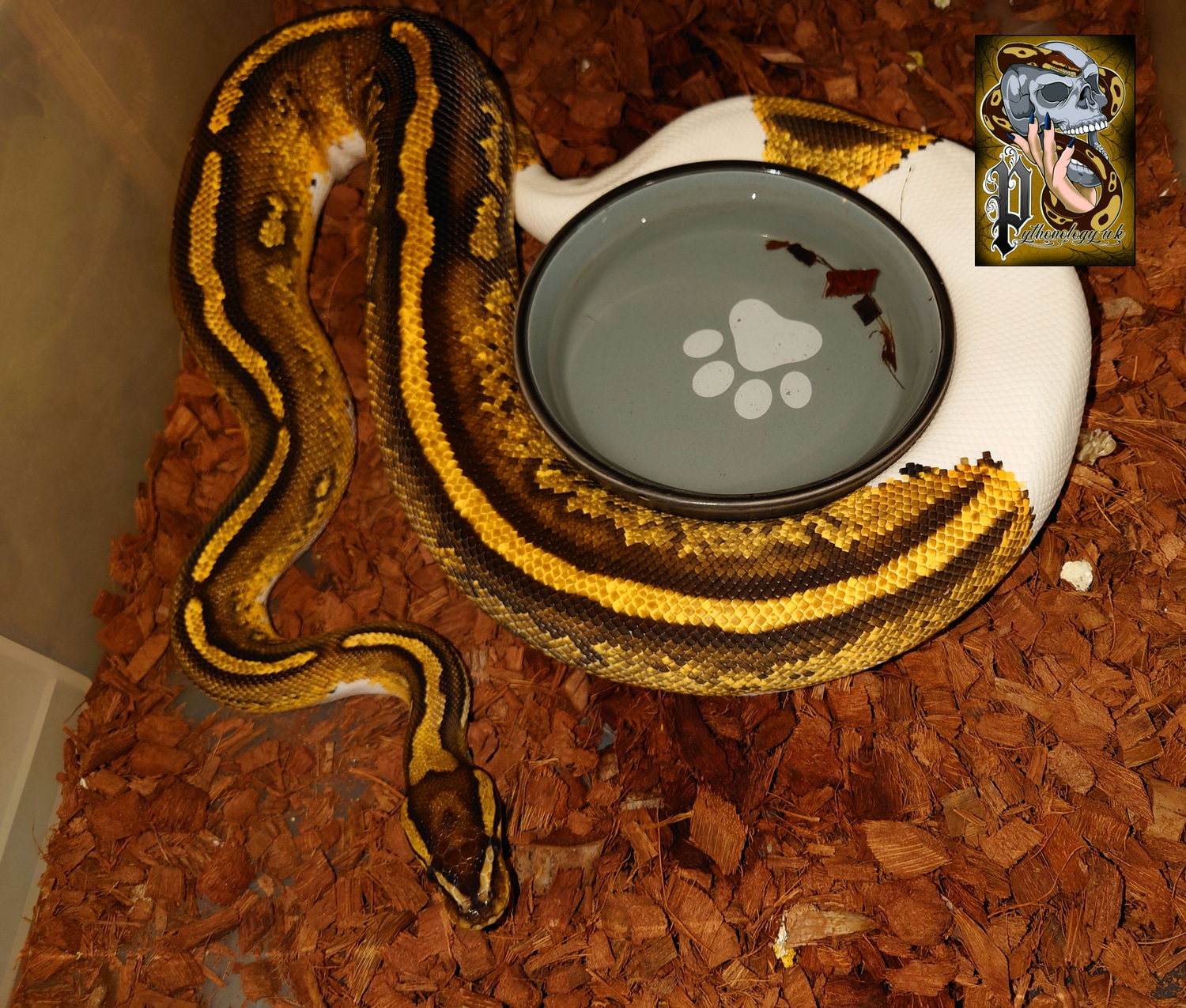 Yellowbelly Piebald Ball Python by Pythonology uk MorphMarket