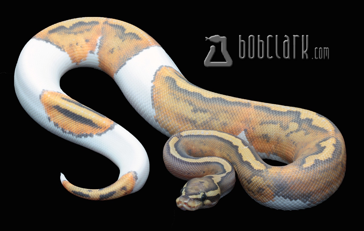 Orange Ghost Pied Ball Python by Bob Clark Reptiles - MorphMarket
