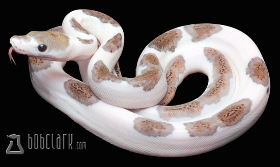 Motley Pied Reticulated Python by Bob Clark Reptiles