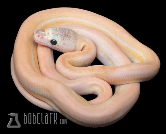 Ultra Ivory Reticulated Python by Bob Clark Reptiles