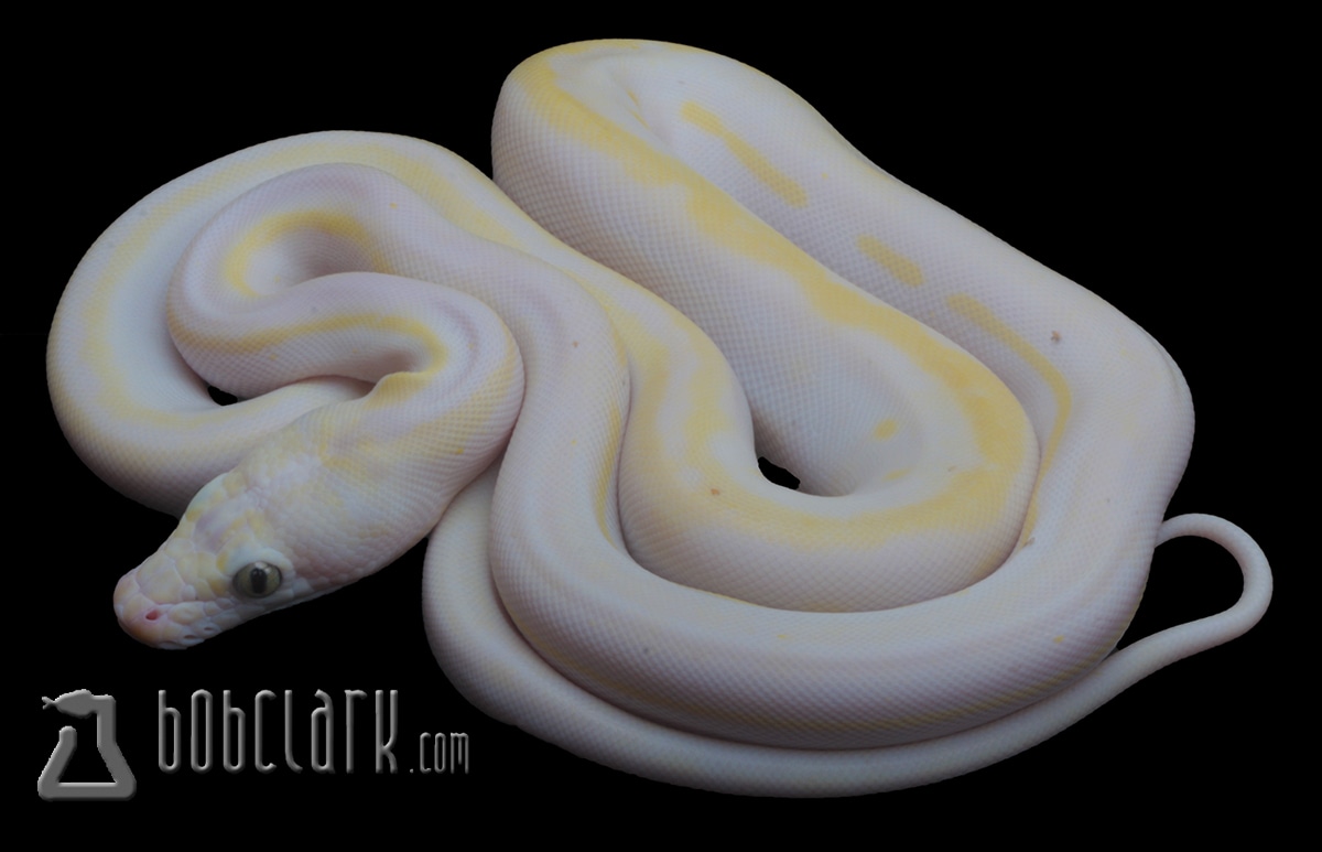 Cow Reticulated Python by Bob Clark Reptiles - MorphMarket