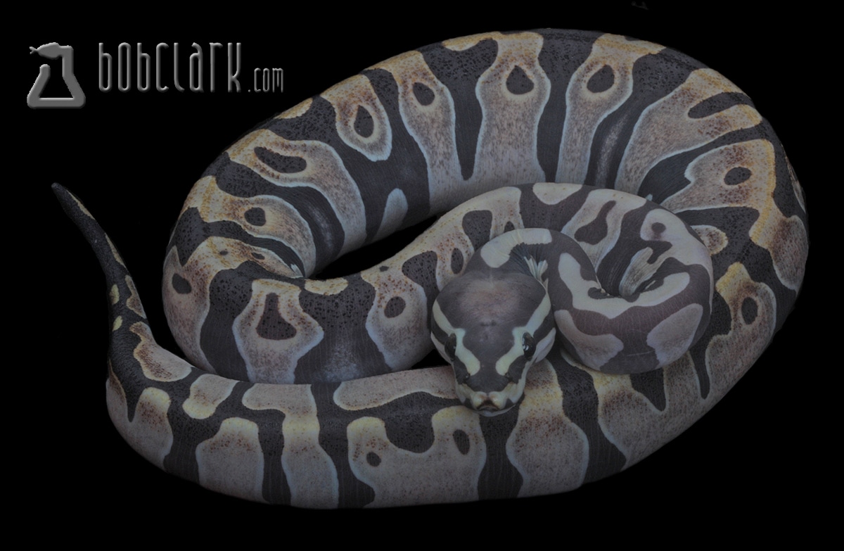 Scaleless Ball Python by Bob Clark Reptiles - MorphMarket