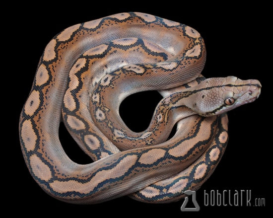Motley Het Pied Reticulated Python by Bob Clark Reptiles