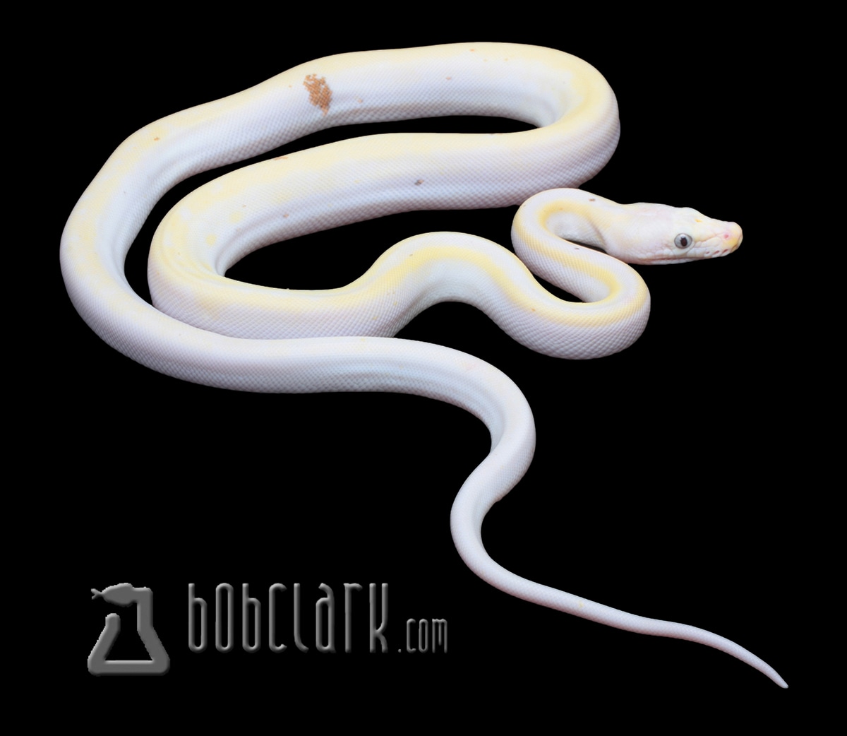 Cow Reticulated Python by Bob Clark Reptiles - MorphMarket