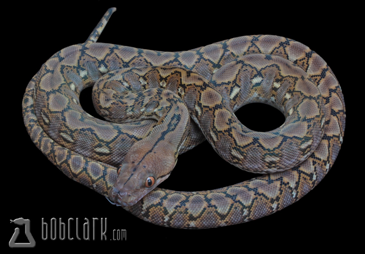 Kalaotoa Super Dwarf Reticulated Python by Bob Clark Reptiles - MorphMarket