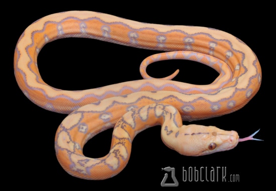 Purple Albino Sunfire Reticulated Python by Bob Clark Reptiles