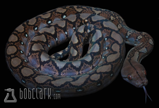 Het Pied Poss Het Albino Reticulated Python by Bob Clark Reptiles