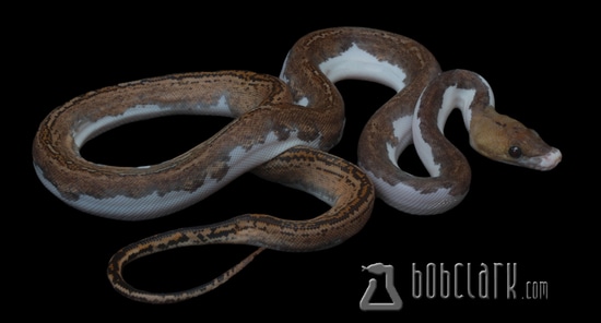 Pied Reticulated Python by Bob Clark Reptiles