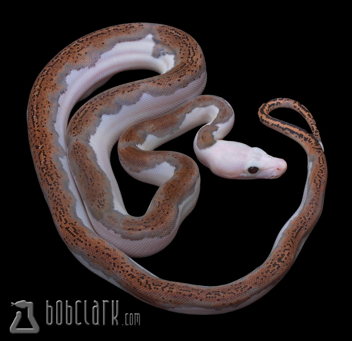 White Head Pied Reticulated Python by Bob Clark Reptiles - MorphMarket