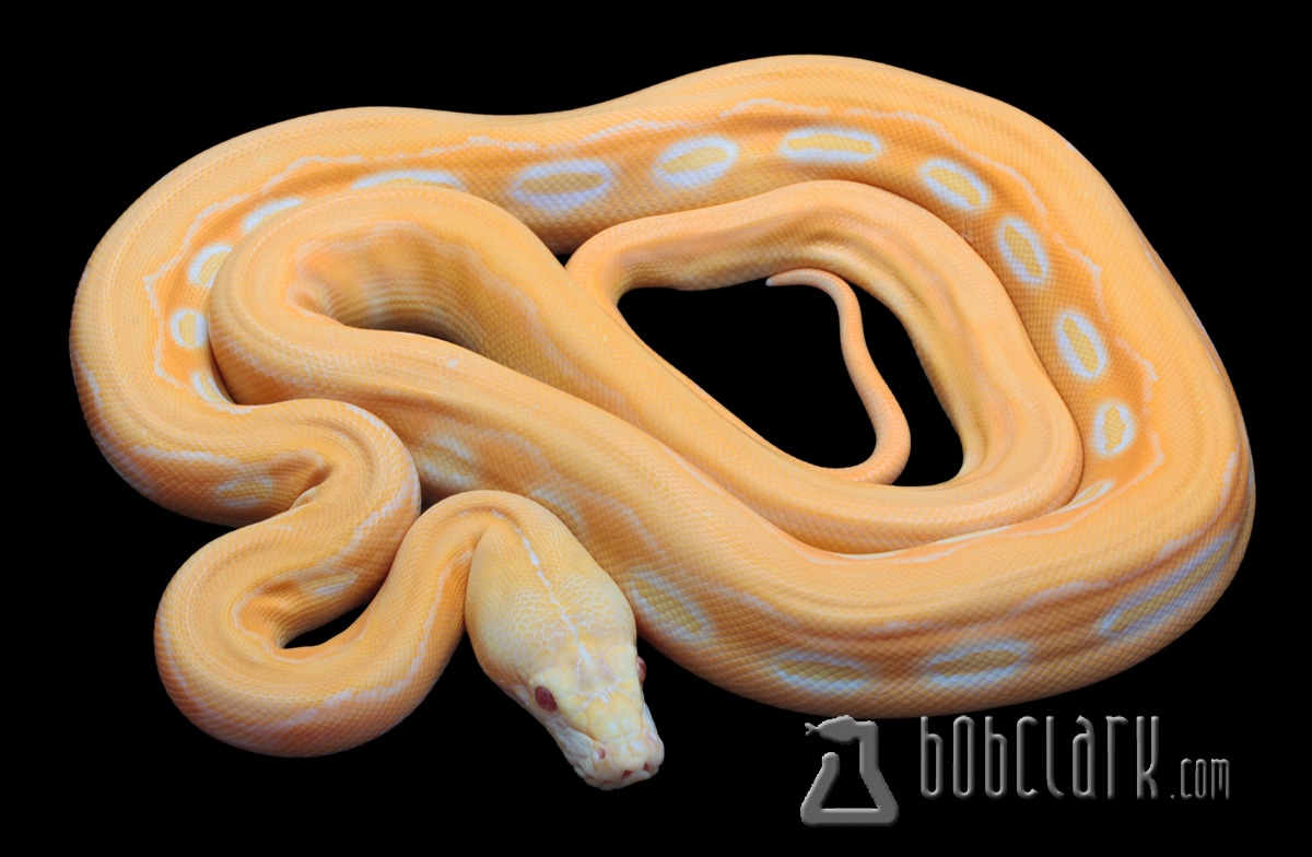 Albino sunfire tiger het genetic stripe reticulated python by bob clark