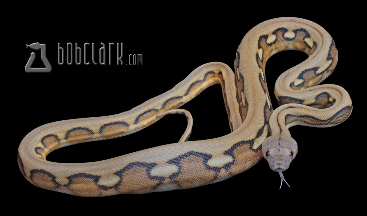 Sunfire tiger reticulated python by bob clark reptiles morphmarket