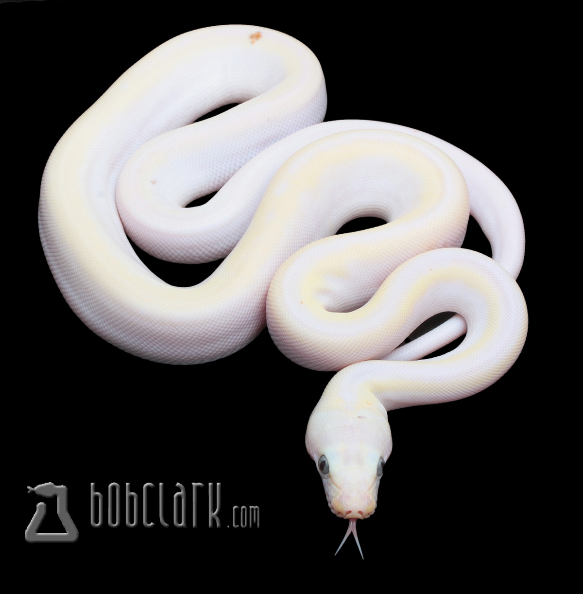 Cow Reticulated Python by Bob Clark Reptiles - MorphMarket