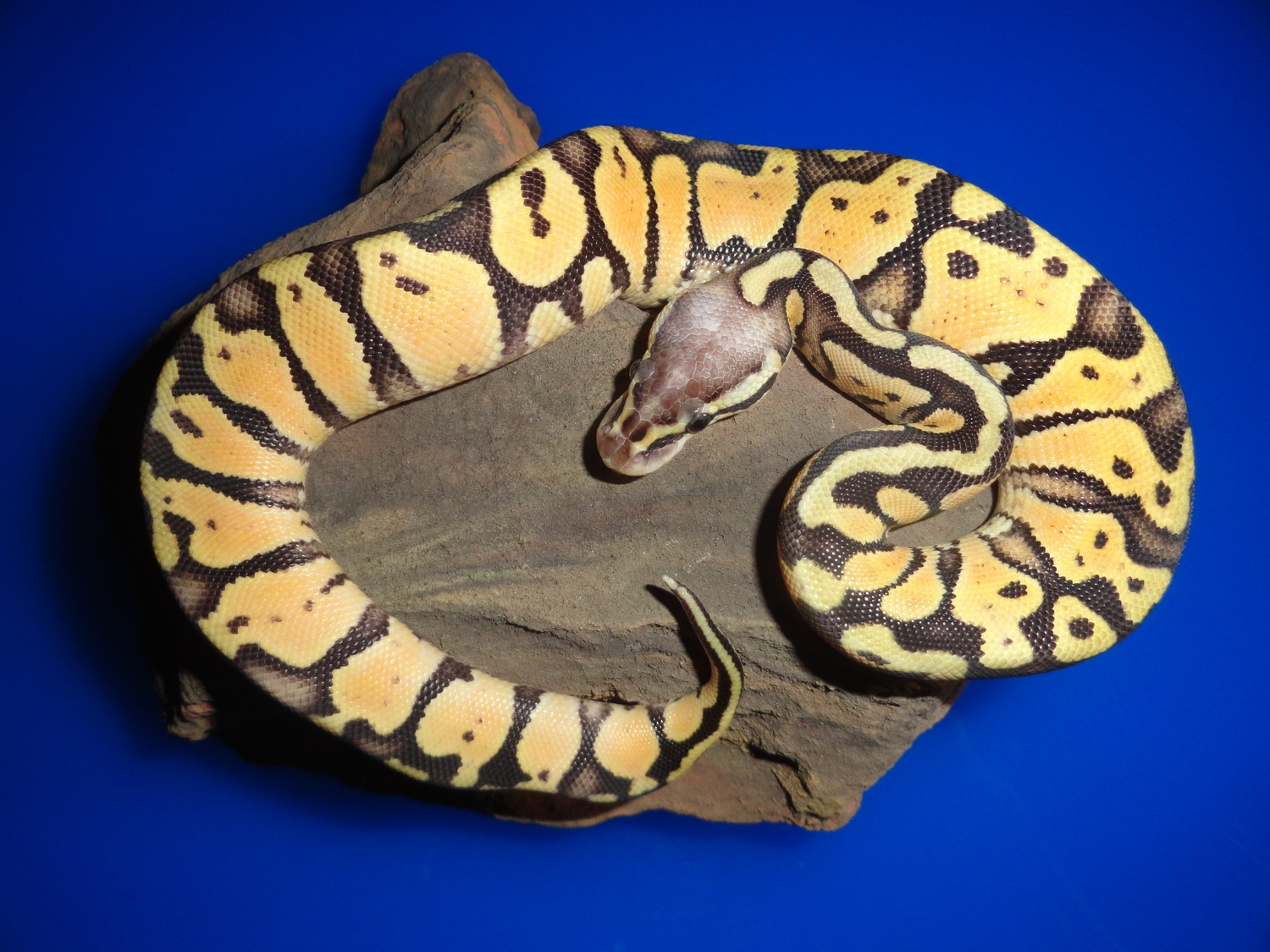 2021 Female Super Pastel Ball Python by Bob Crupi Pythons/affordable