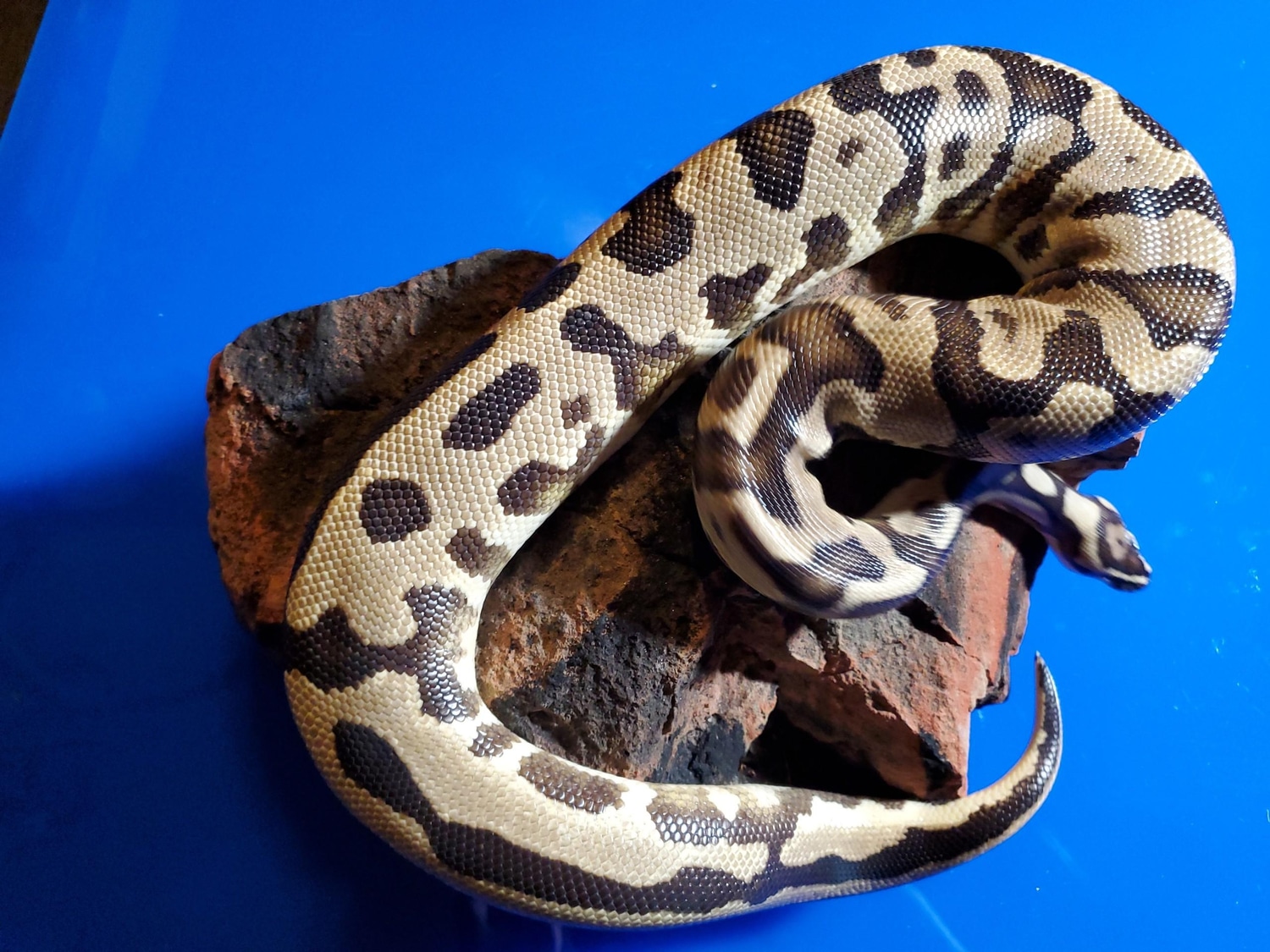 (RTB) Fire Leopard 50 Pos Het TSK Axanthic( FREE SHIPPING) Ball Python by Bob Crupi Pythons